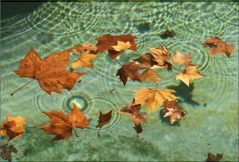 Autumn leaves in a pool
