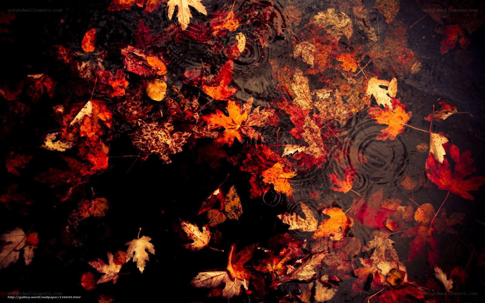 Autumn leaves in a puddle