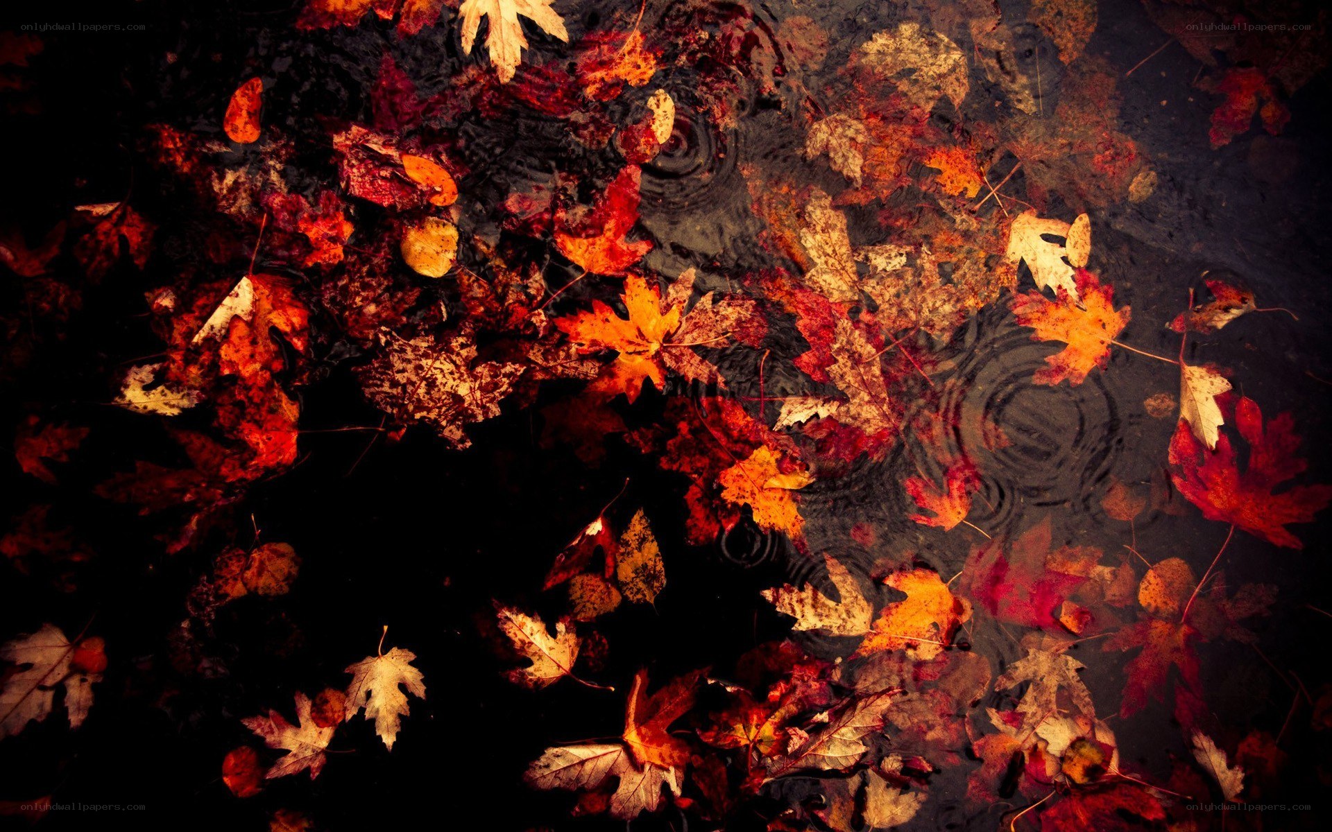 autumn leaves in a puddle