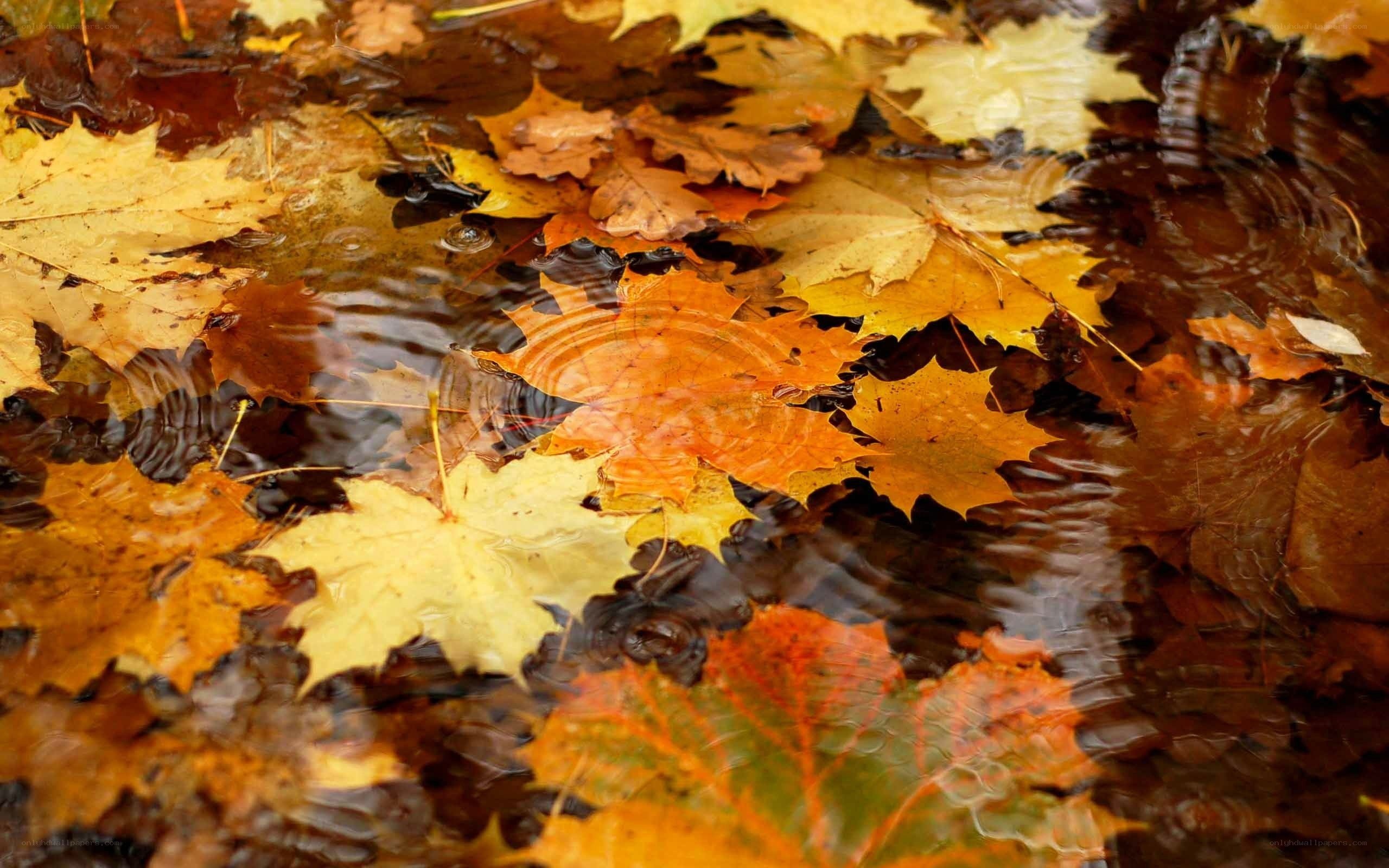 Autumn leaves in a puddle