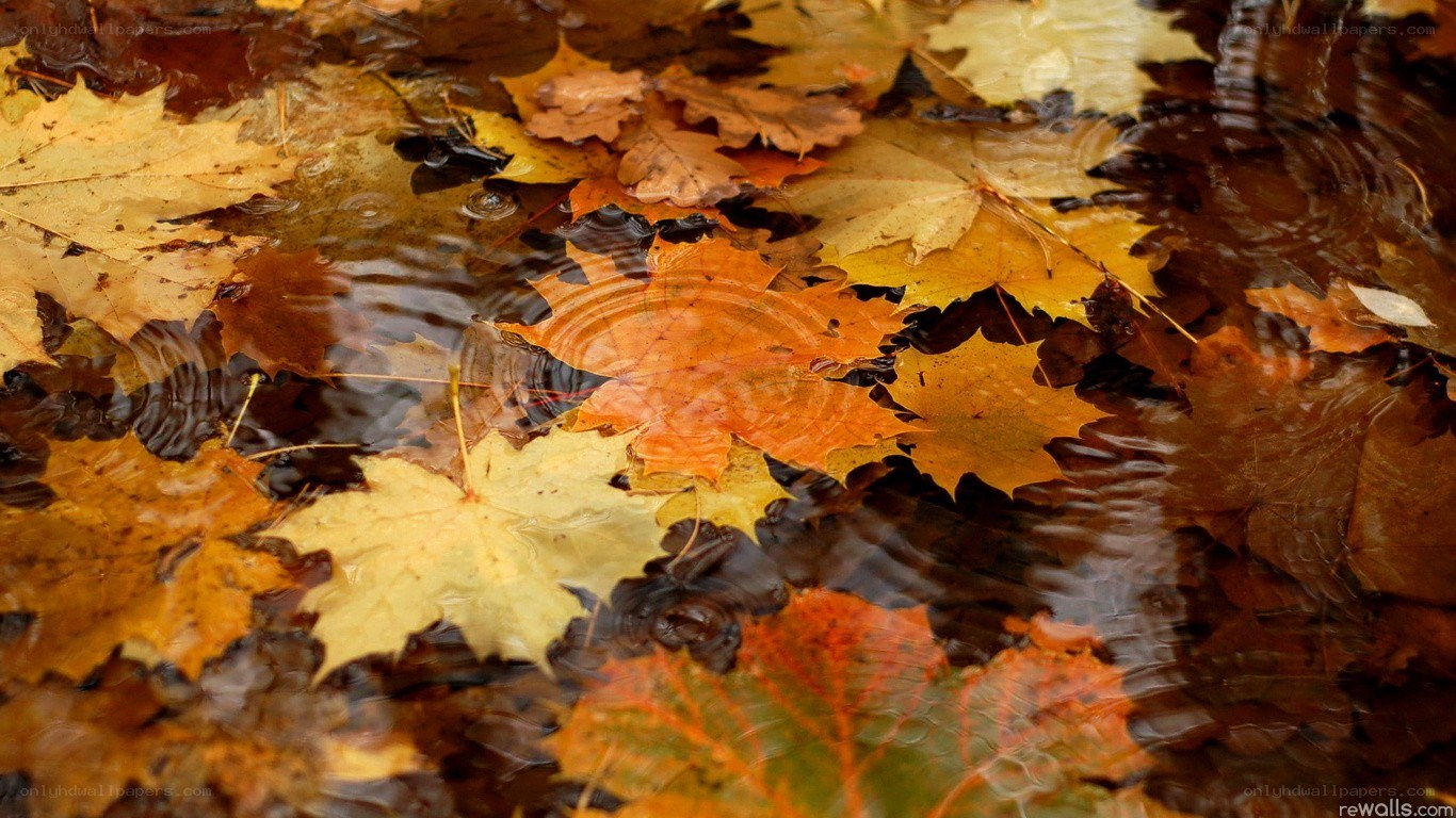 autumn leaves in a puddle