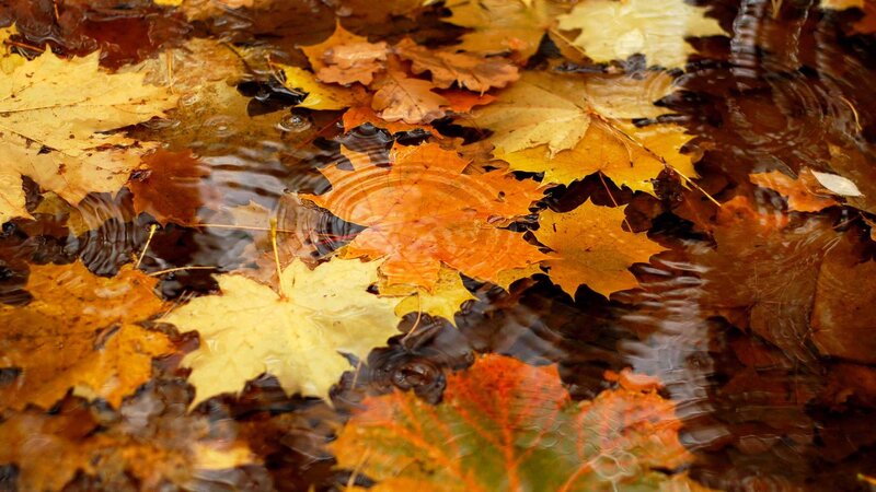 autumn leaves in a puddle