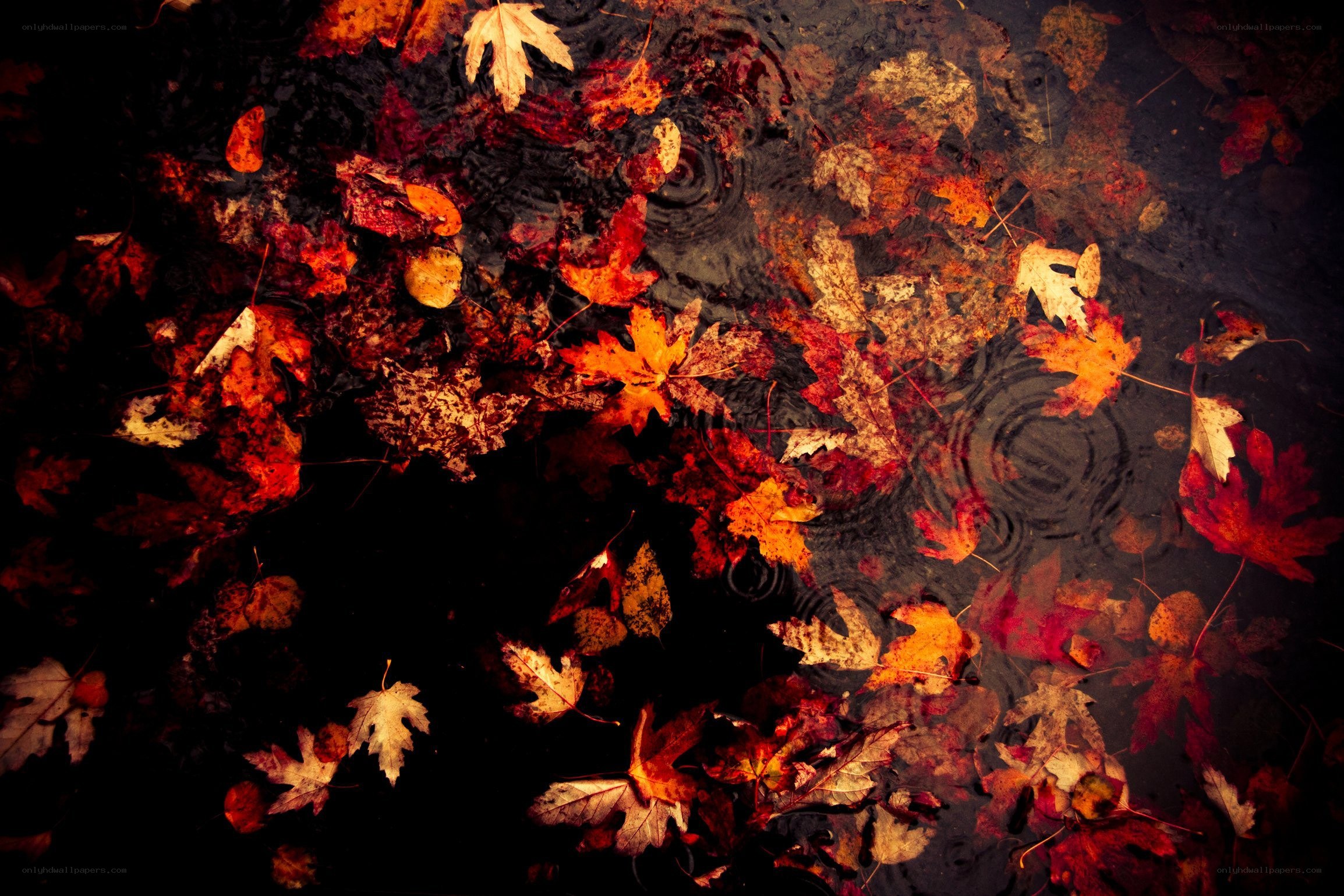 autumn leaves in a puddle
