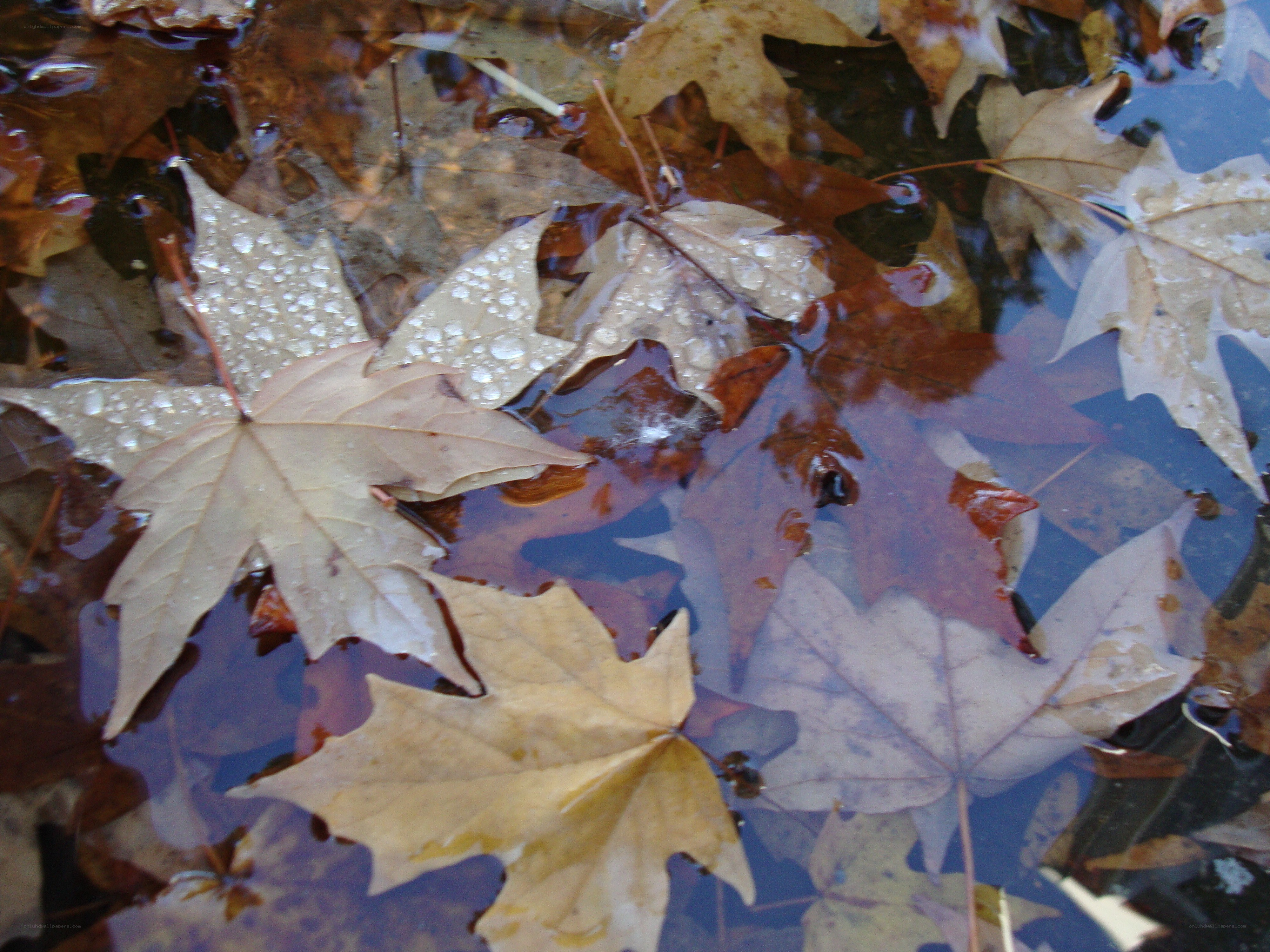 Autumn leaves in a puddle