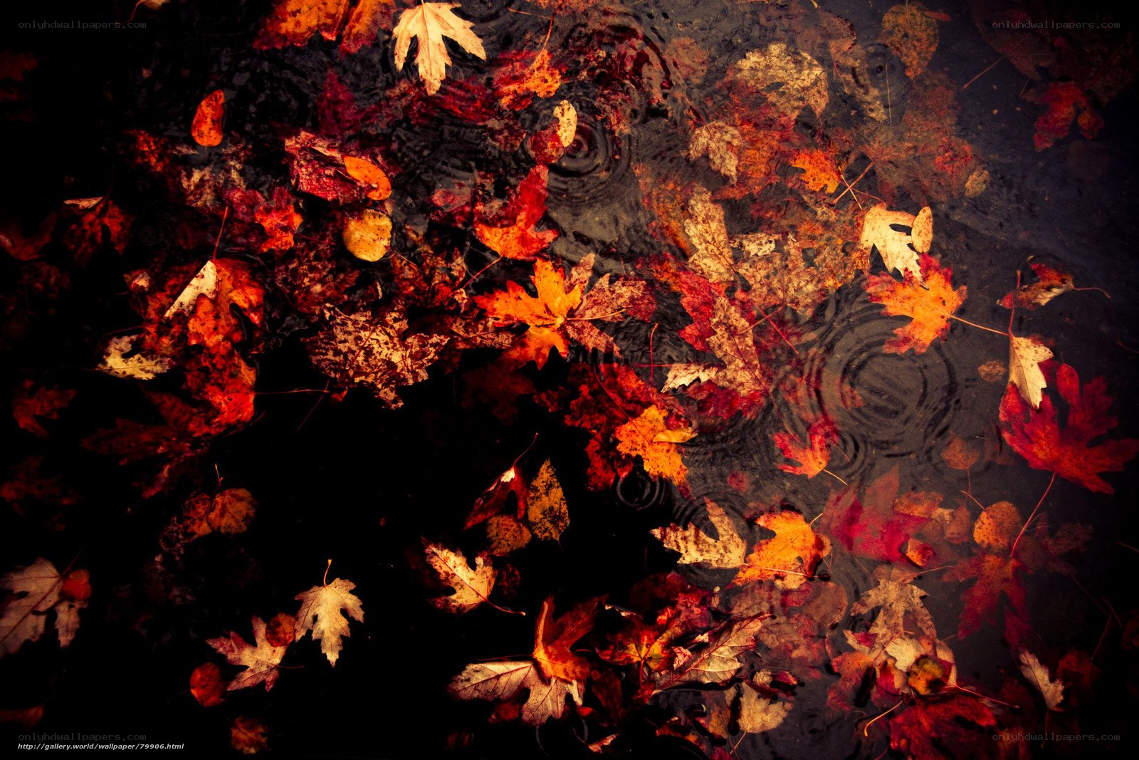 Autumn leaves in a puddle