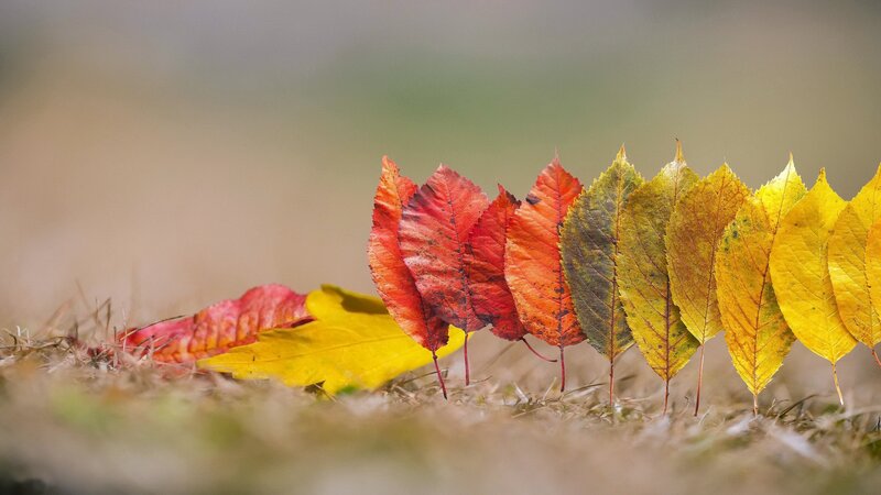 Autumn Leaves in a Row