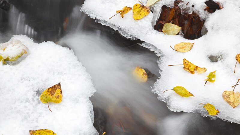 Autumn leaves in a snowy stream