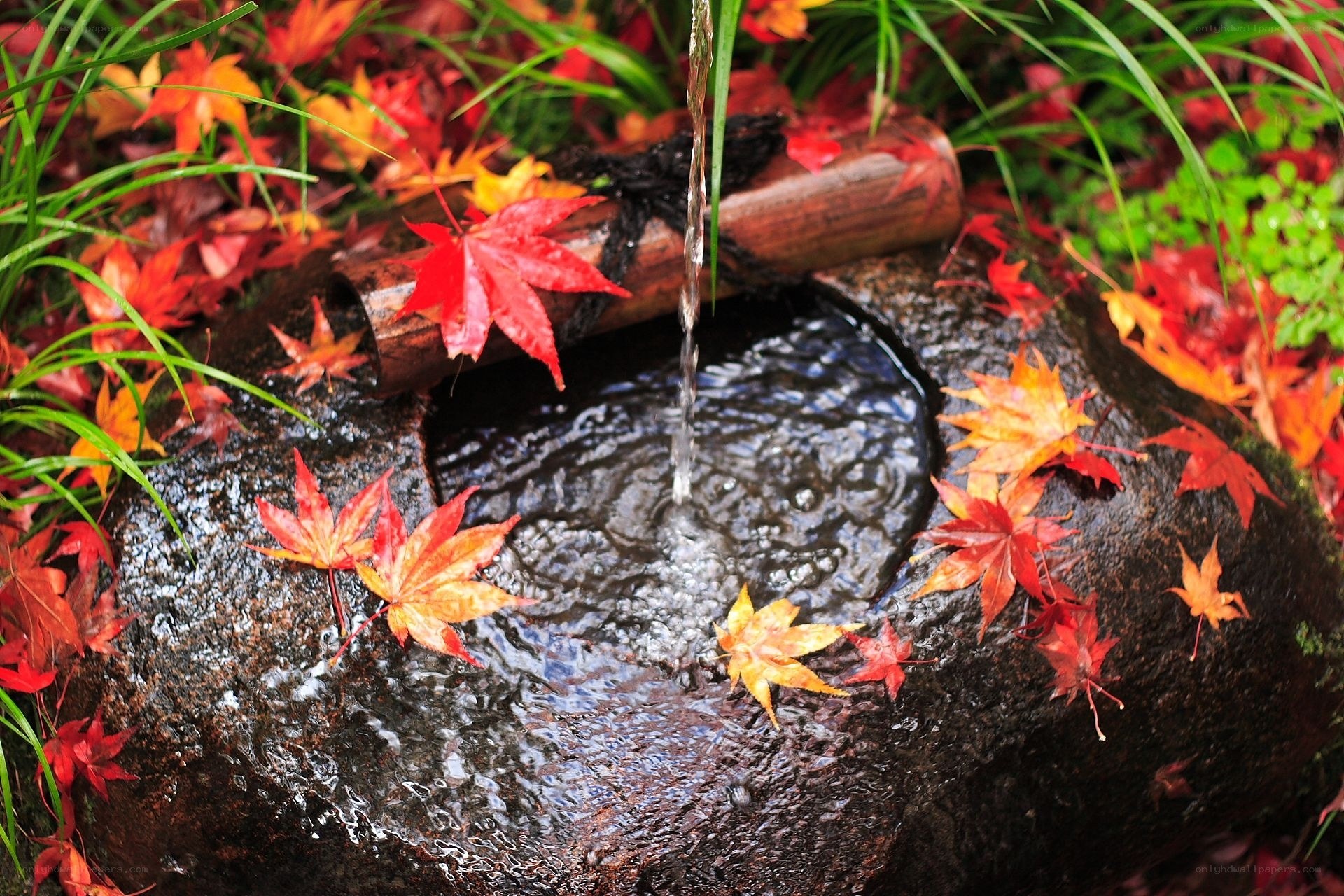 Autumn leaves in a stone basin