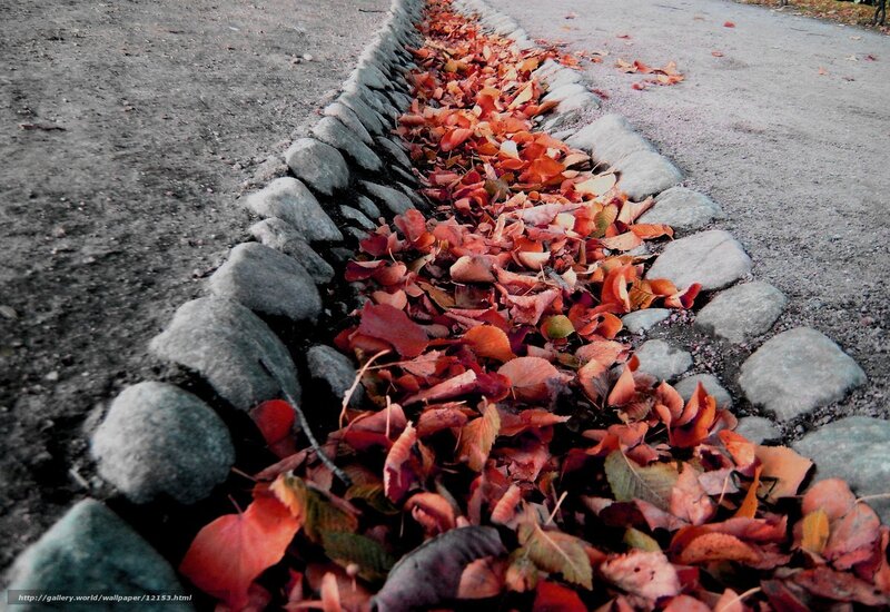 Autumn leaves in a stone-lined ditch