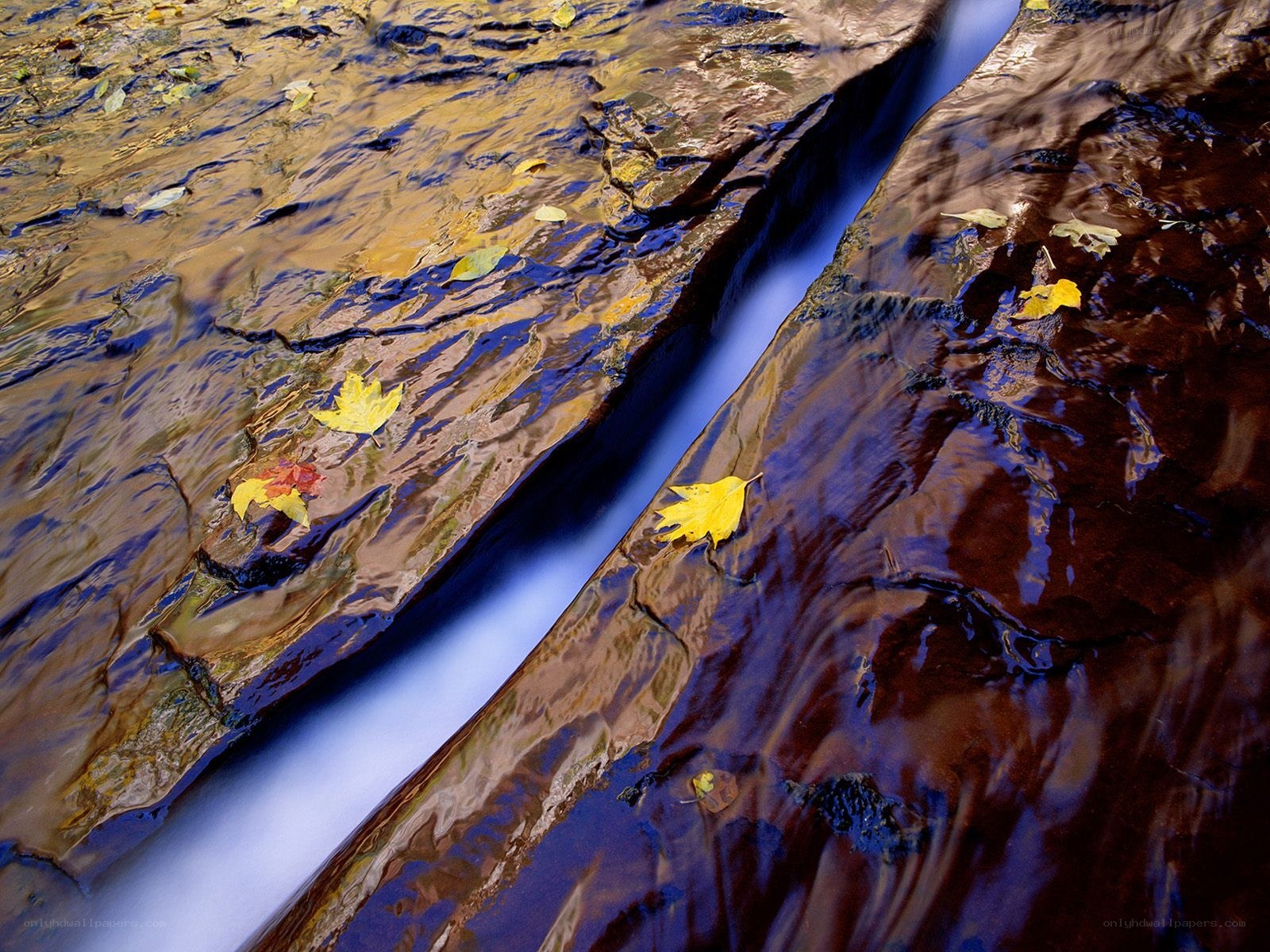 Autumn leaves in a stream