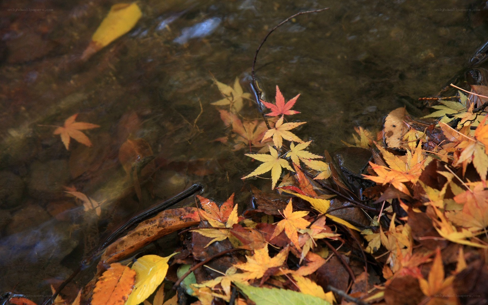 Autumn leaves in a stream
