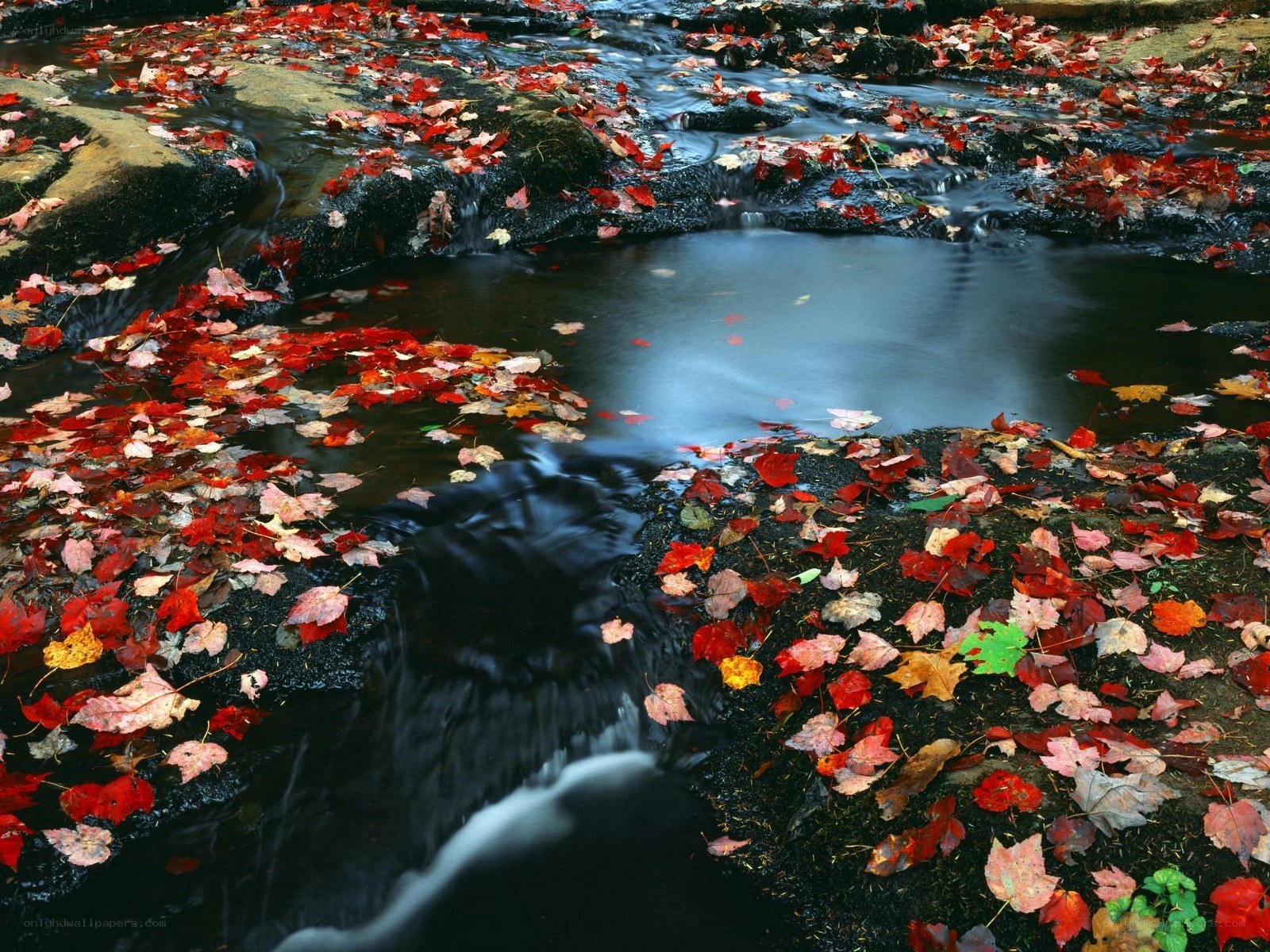 Autumn leaves in a stream