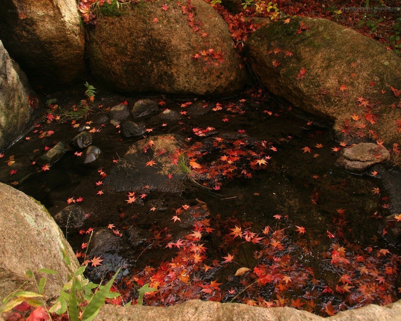Autumn leaves in a stream