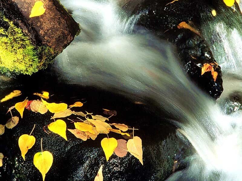 Autumn leaves in a stream