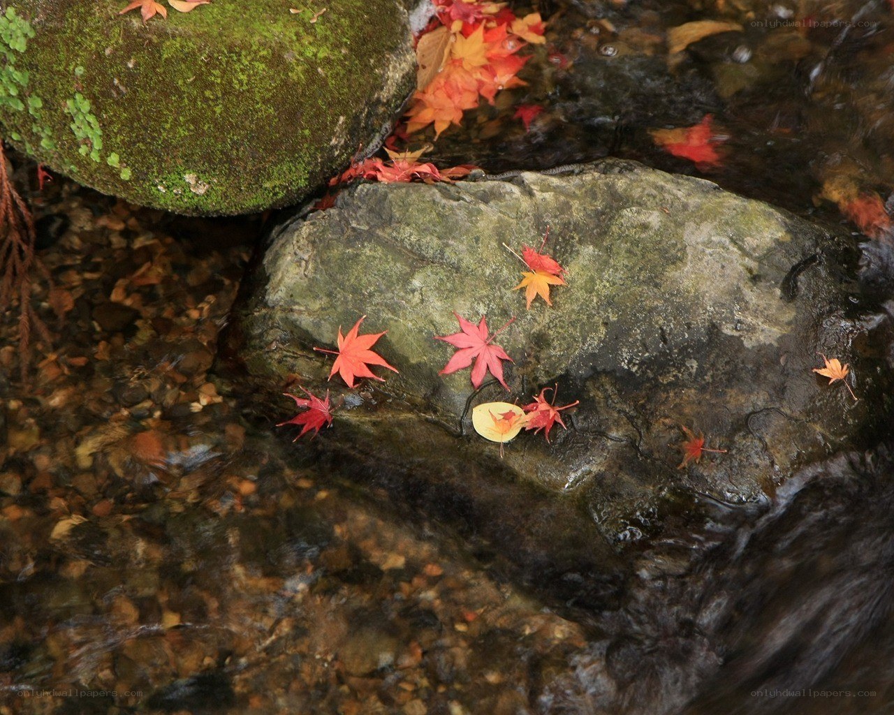 Autumn leaves in a stream