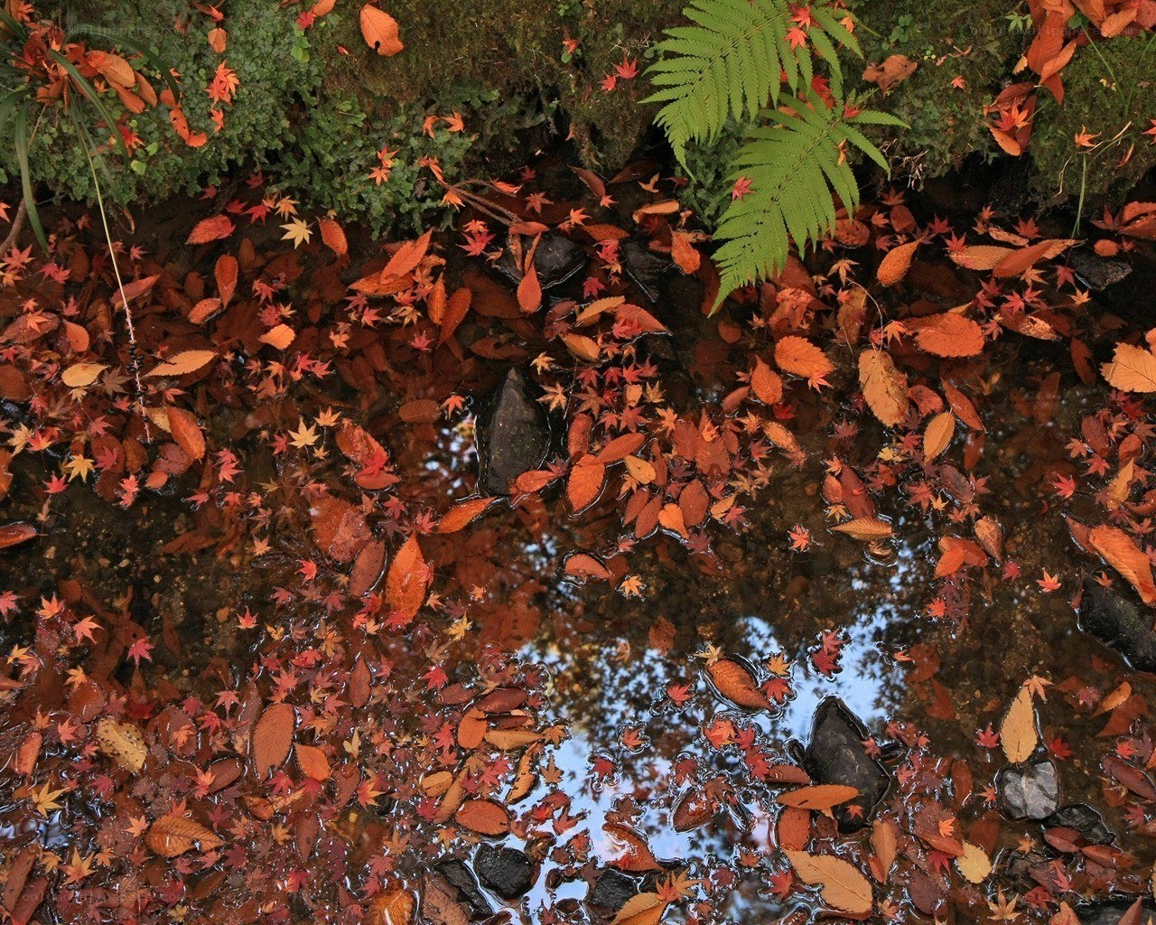 Autumn leaves in a stream