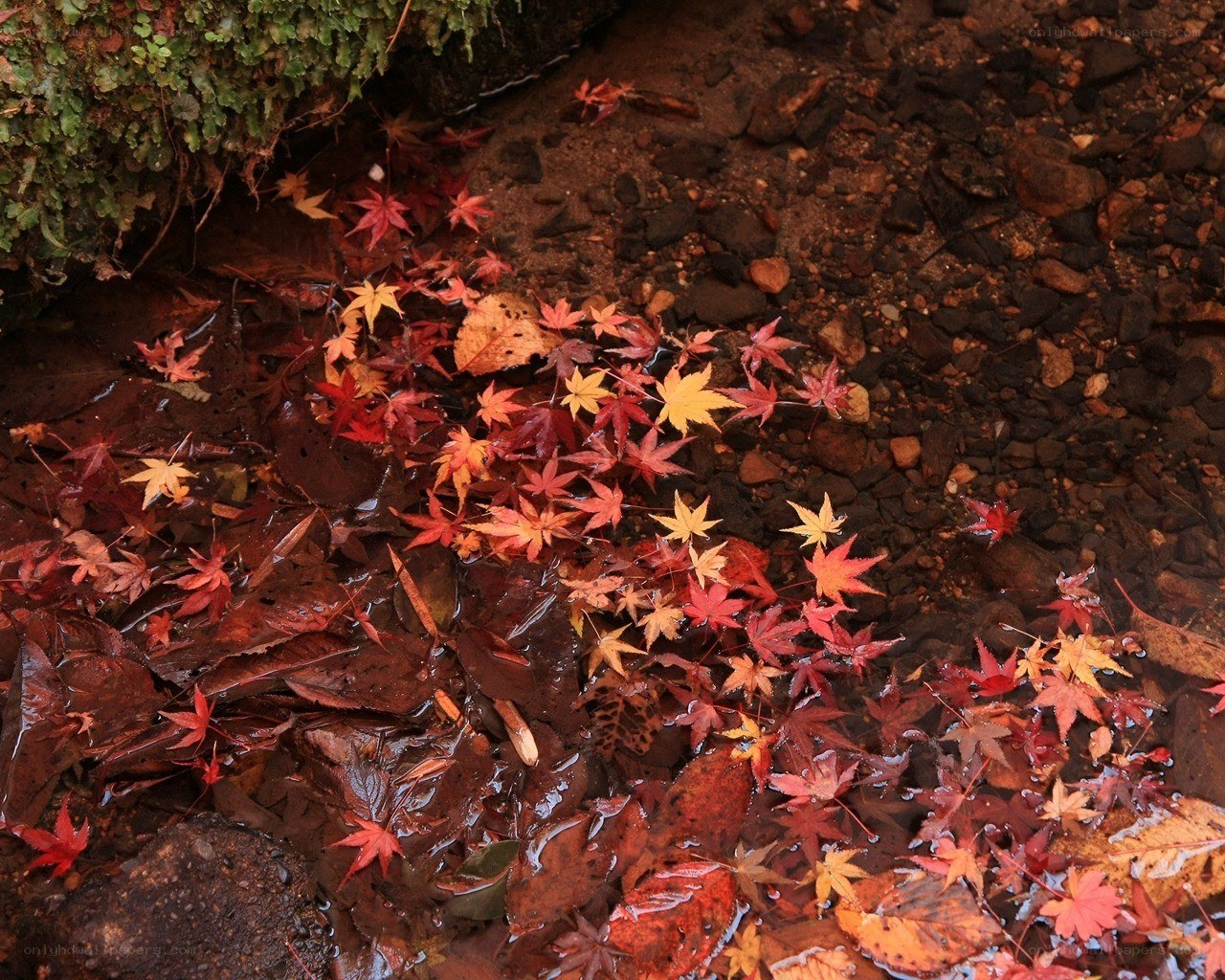 Autumn leaves in a stream