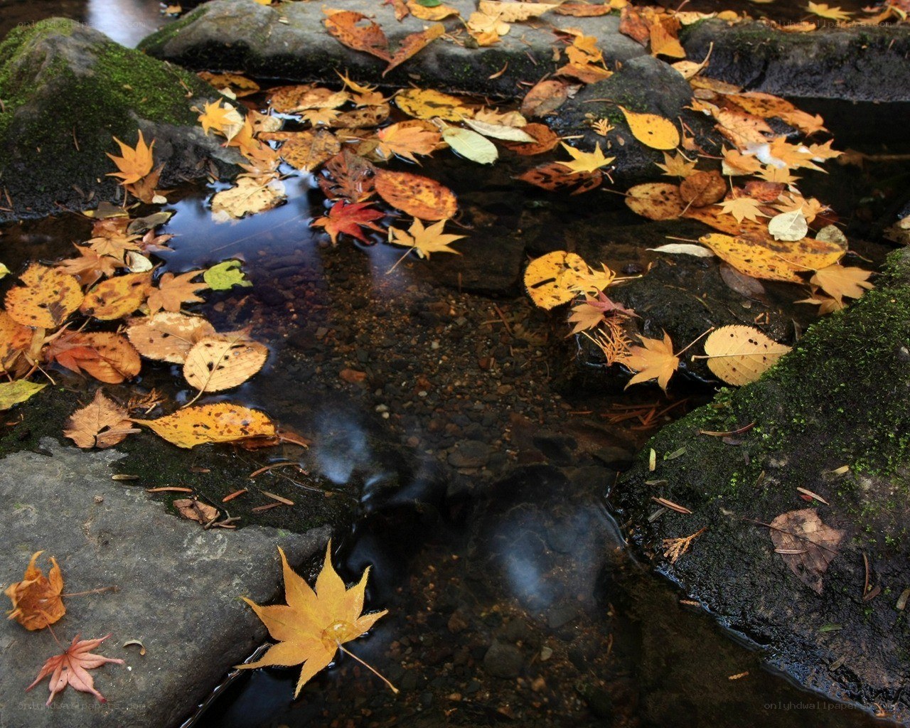 Autumn leaves in a stream