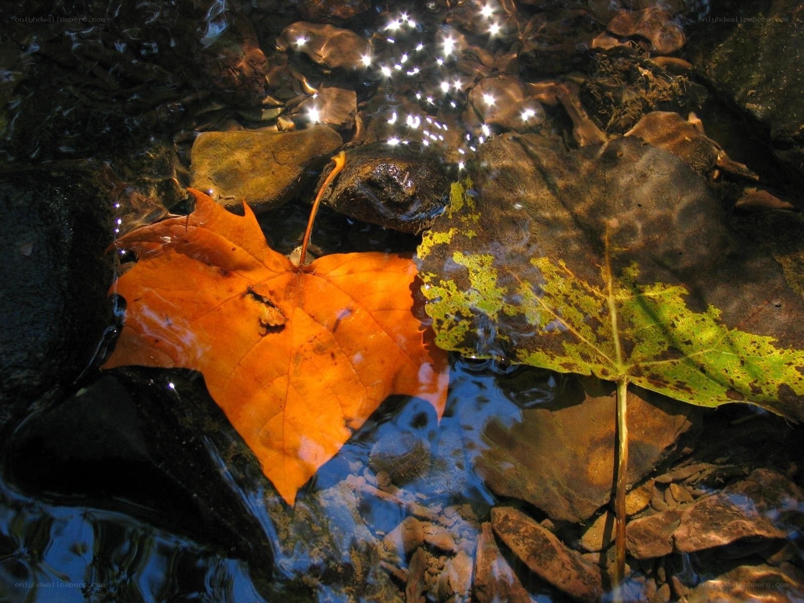 Autumn leaves in a stream