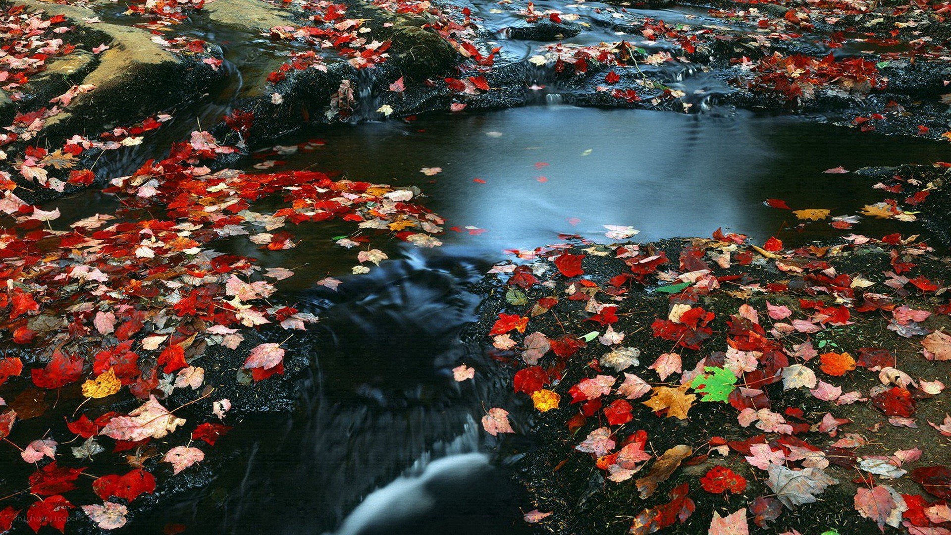 Autumn leaves in a stream