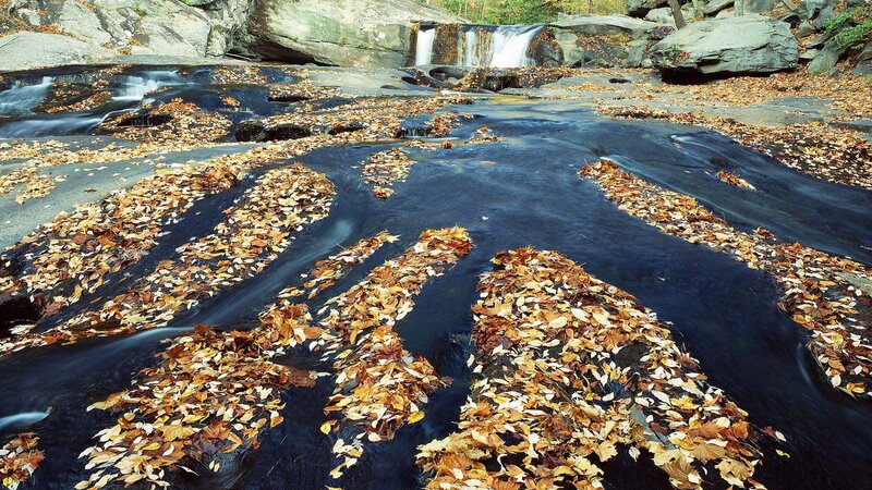 Autumn leaves in a stream