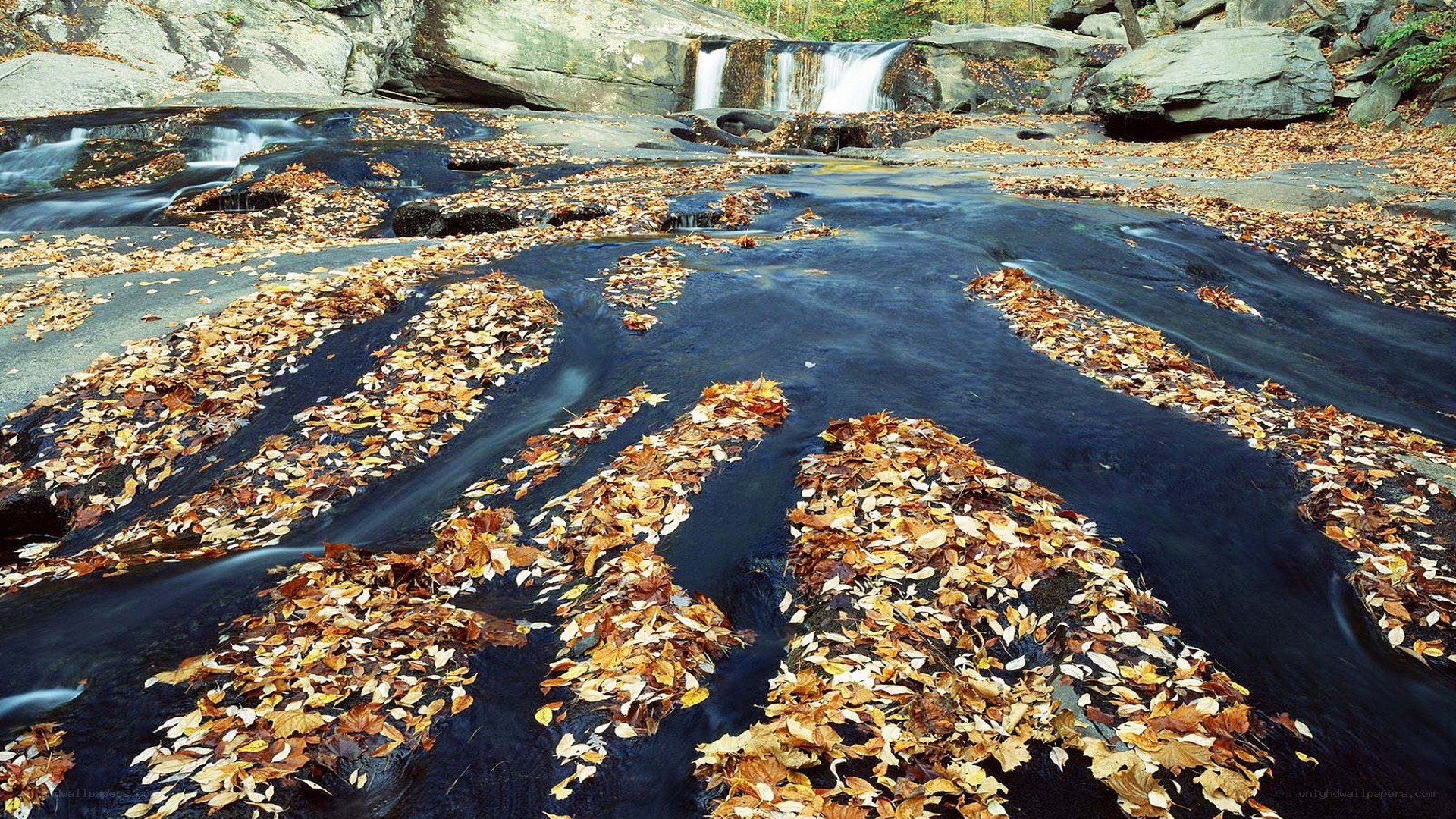 Autumn leaves in a stream