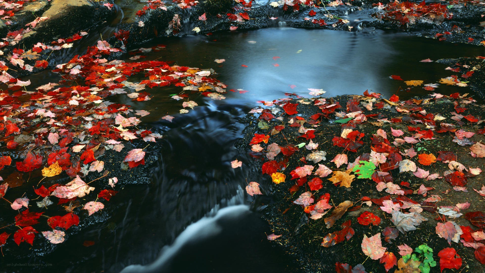 Autumn leaves in a stream