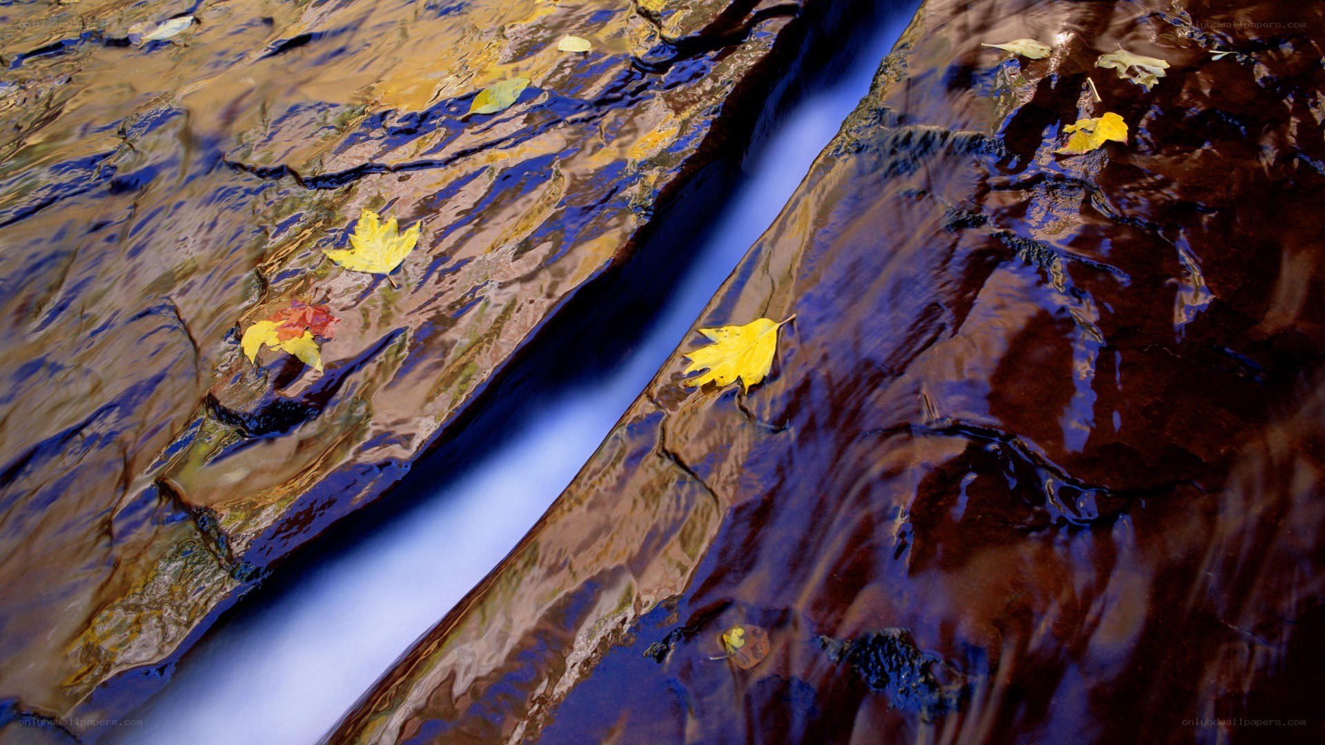 Autumn leaves in a stream