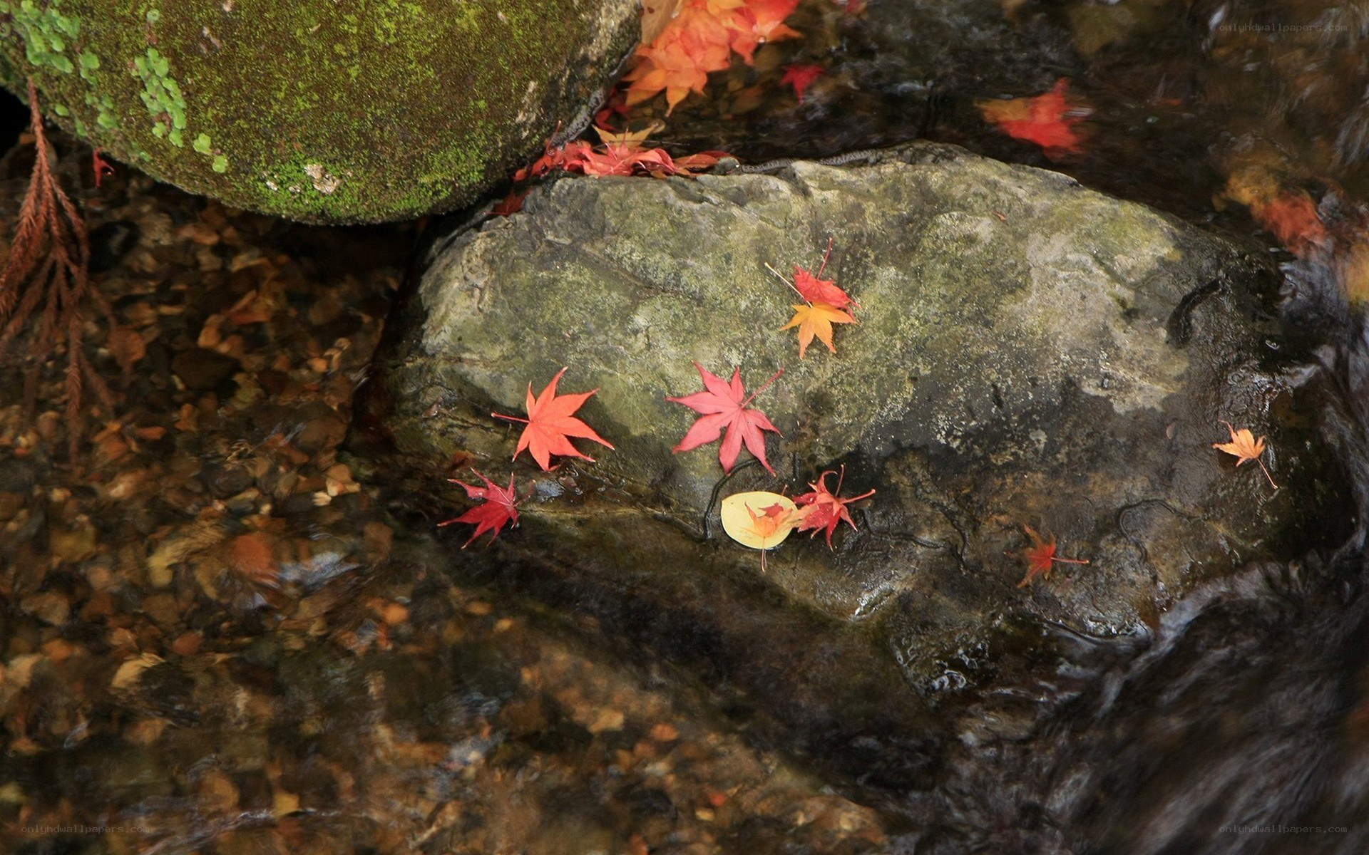 Autumn leaves in a stream