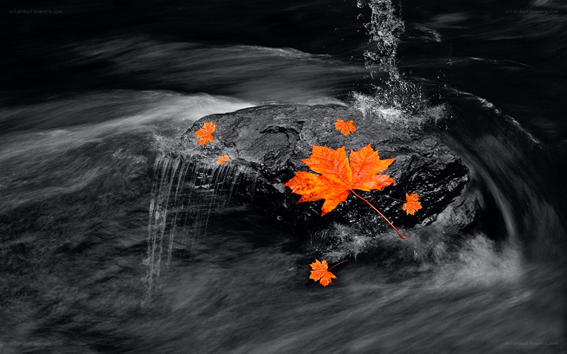 Autumn leaves in a stream