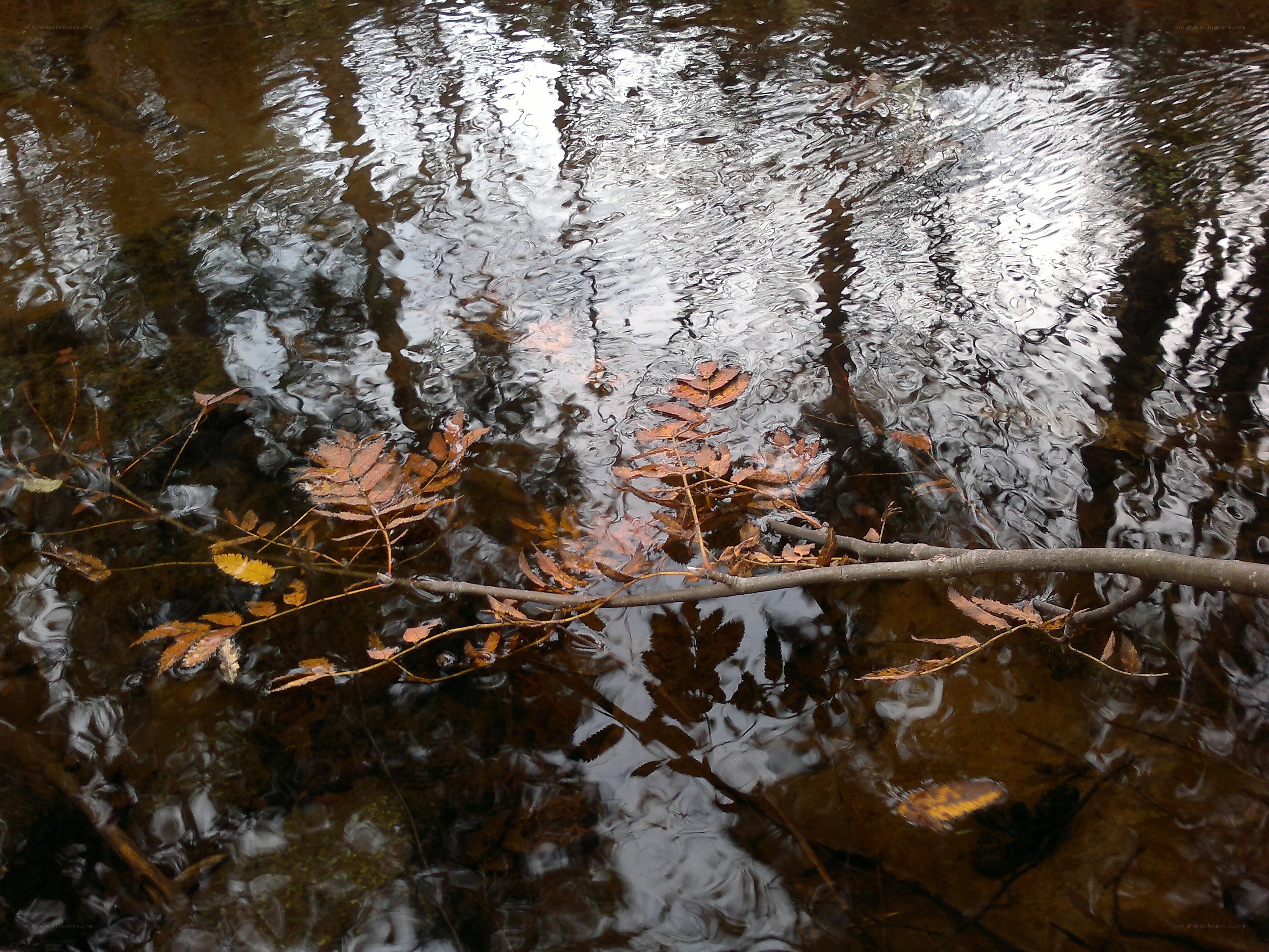 Autumn leaves in a stream