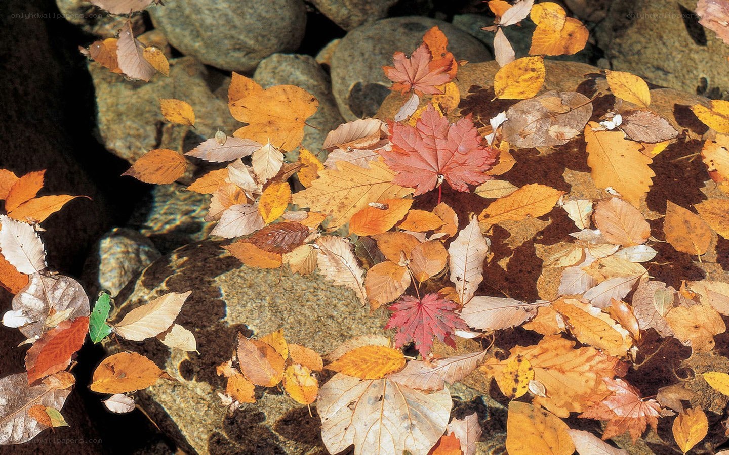 Autumn leaves in a stream