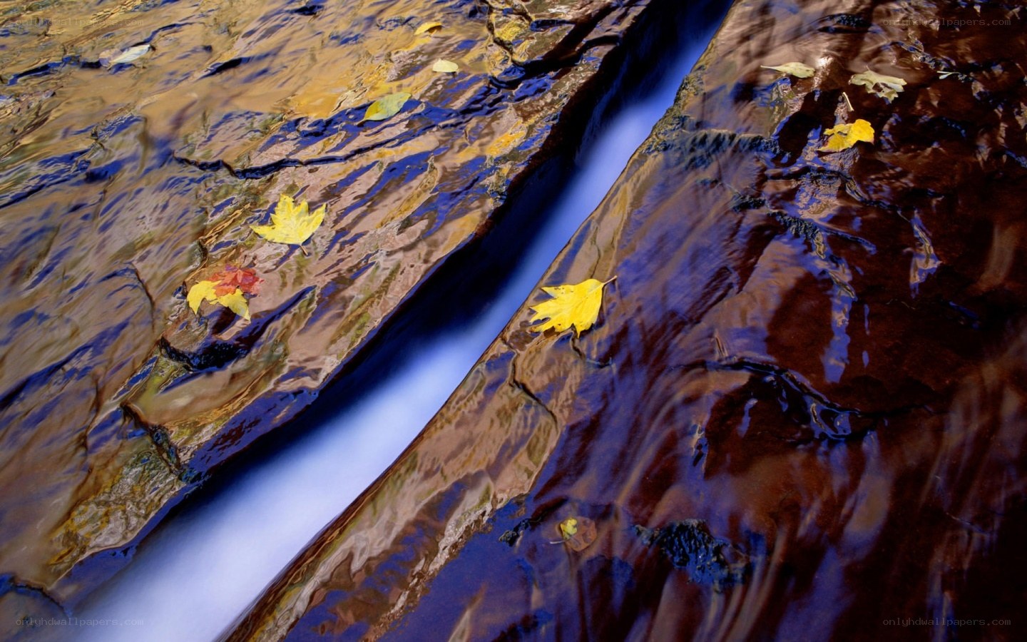 Autumn leaves in a stream