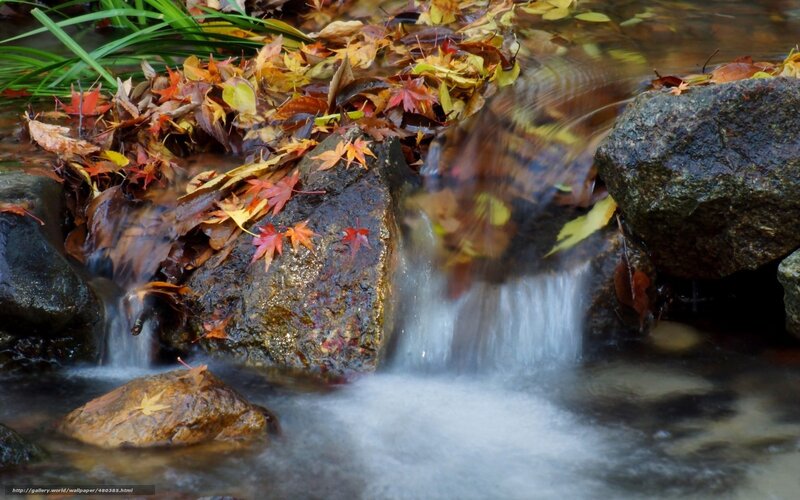 Autumn leaves in a stream