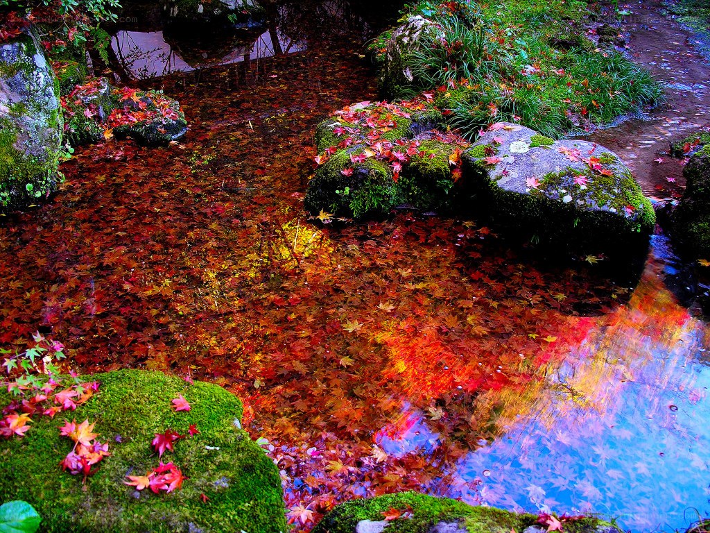Autumn leaves in a stream