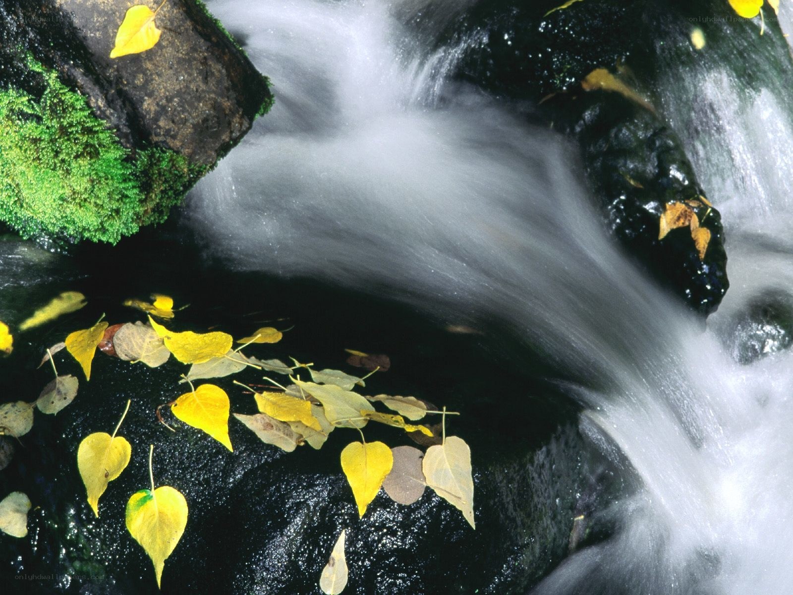 Autumn leaves in a stream