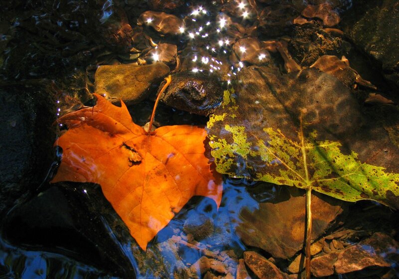 Autumn leaves in a stream