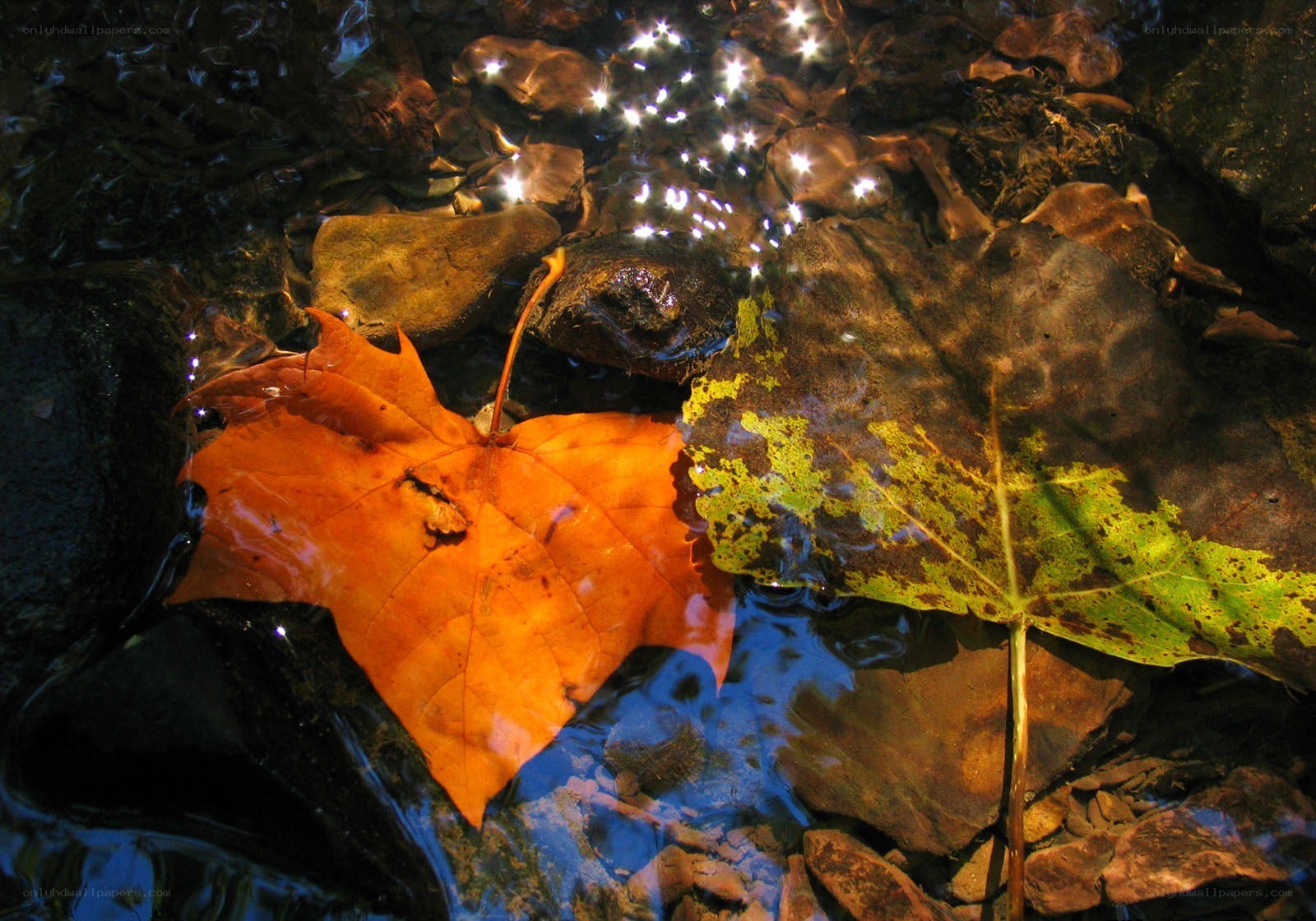 Autumn leaves in a stream