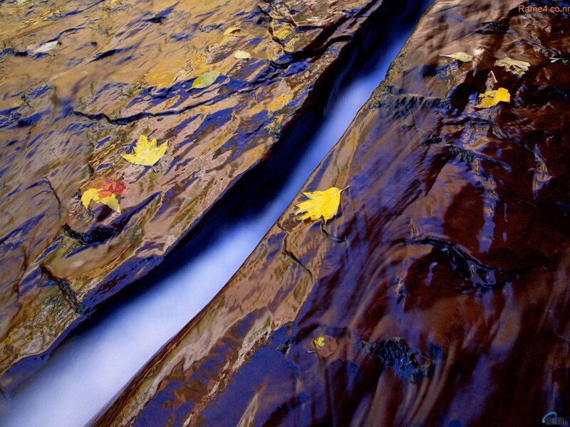 Autumn leaves in a stream