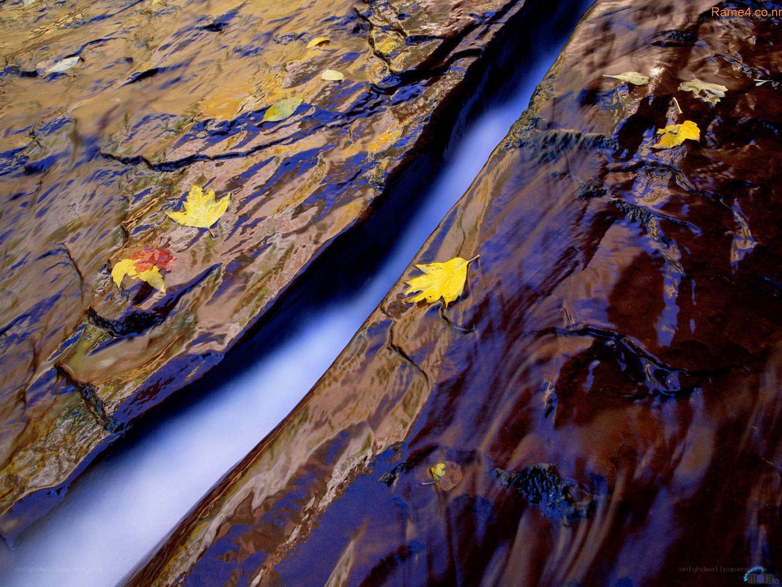 Autumn leaves in a stream