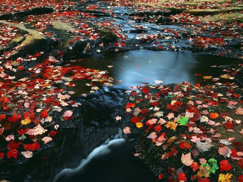 Autumn leaves in a stream