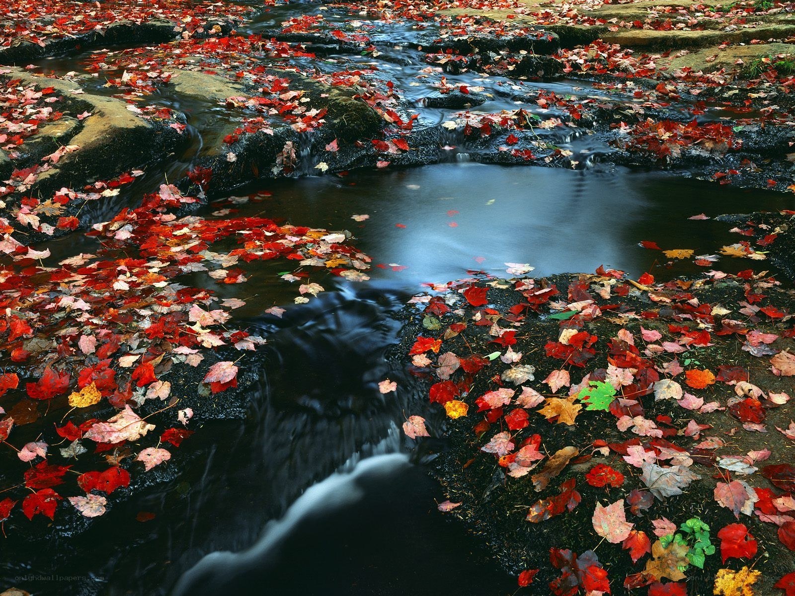 Autumn leaves in a stream