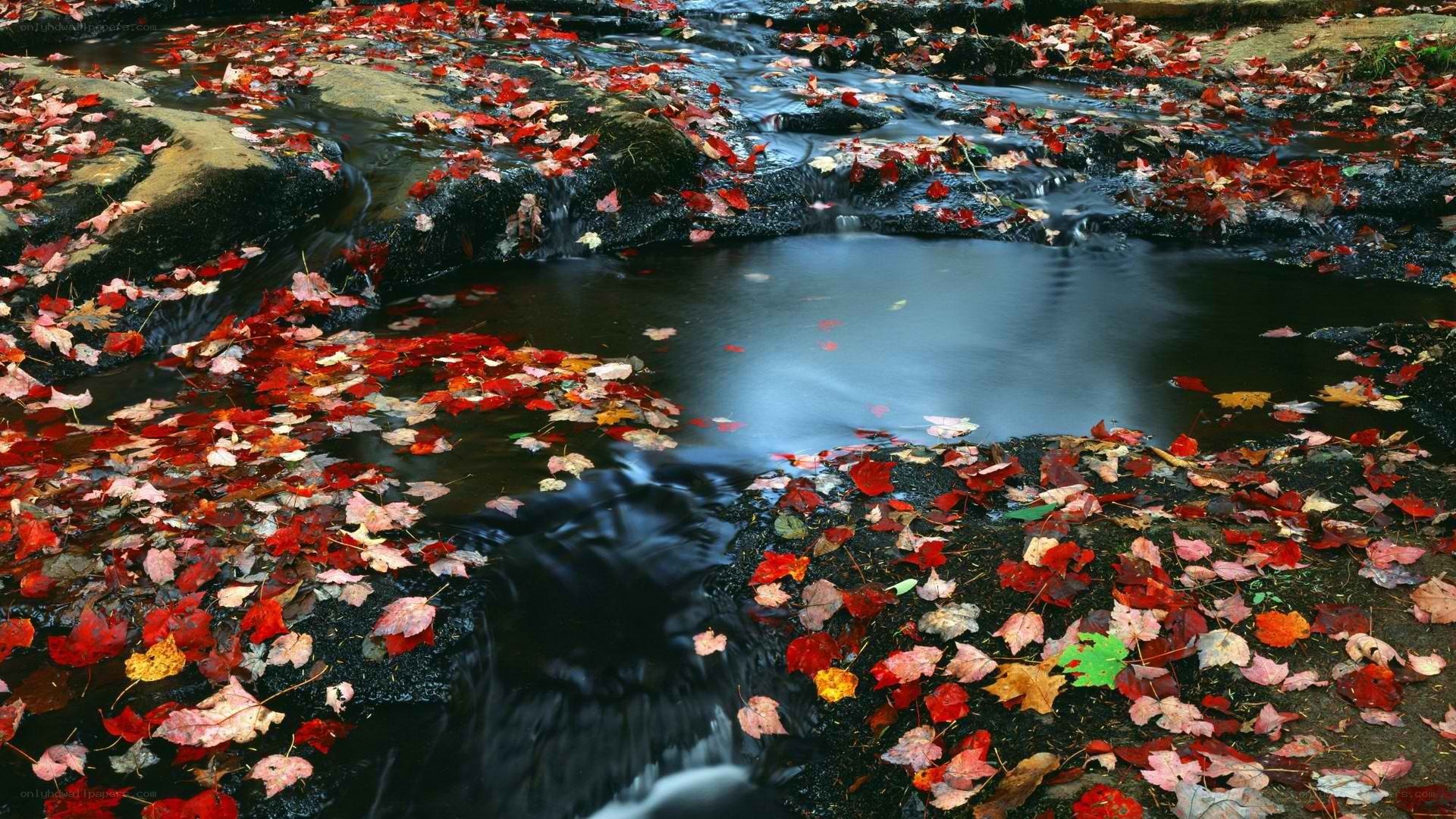 Autumn leaves in a stream