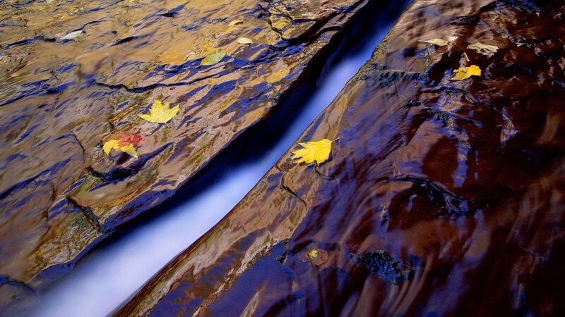Autumn leaves in a stream