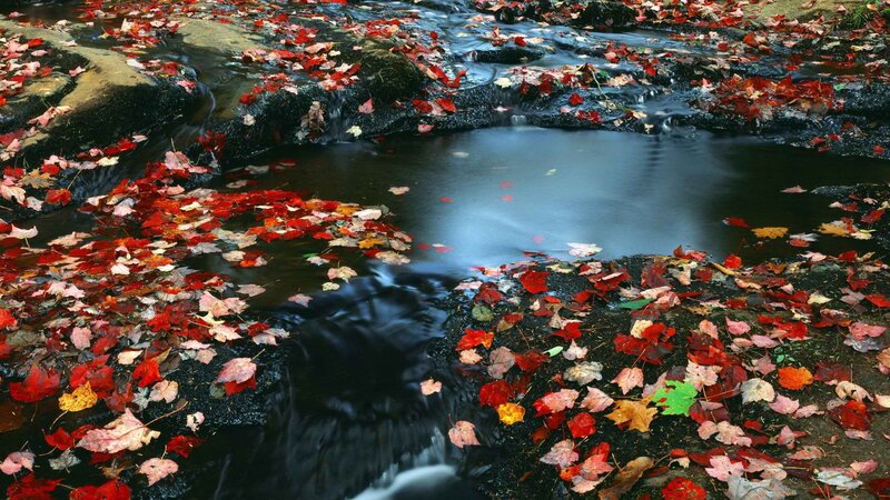 Autumn leaves in a stream