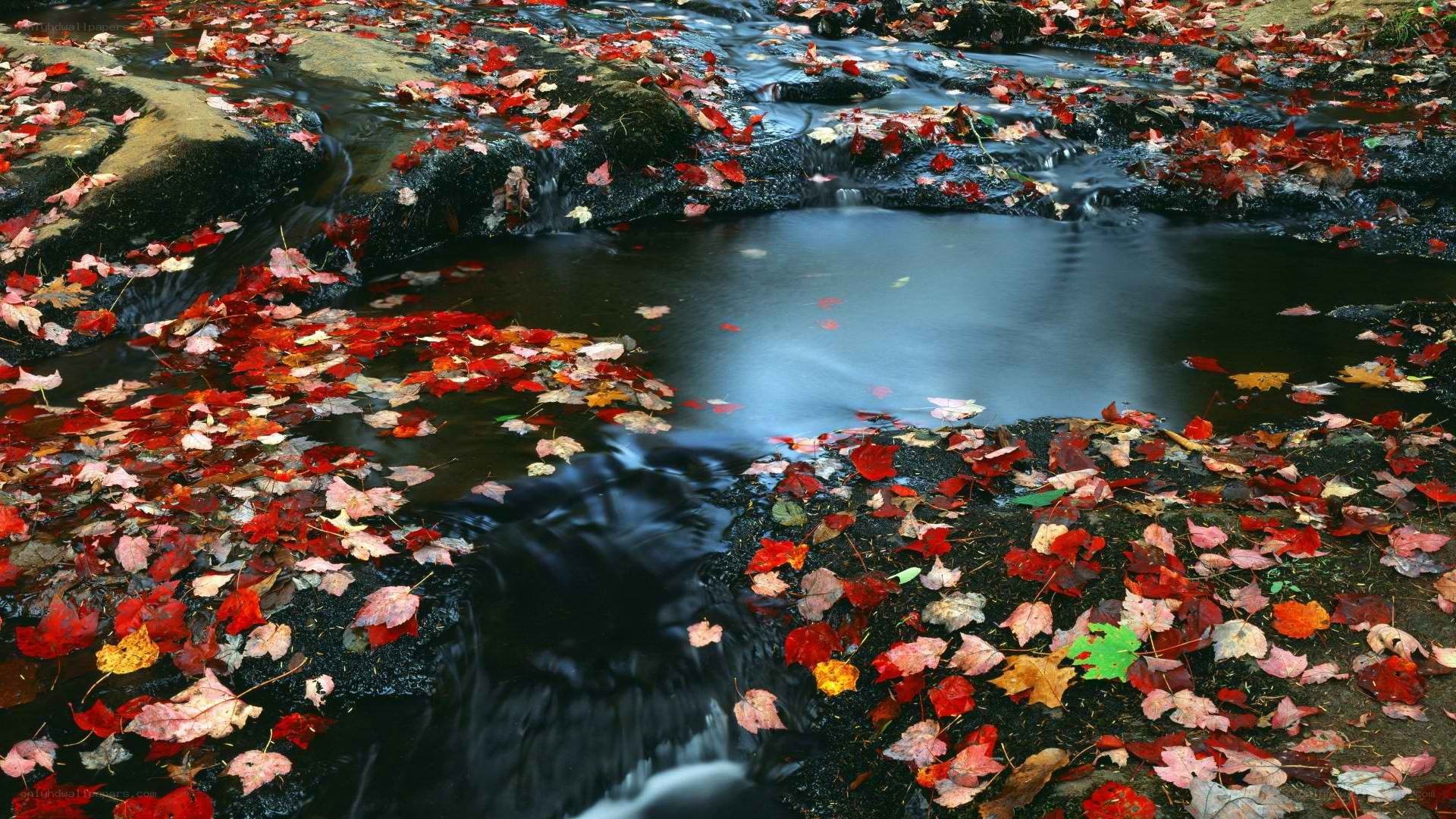 Autumn leaves in a stream