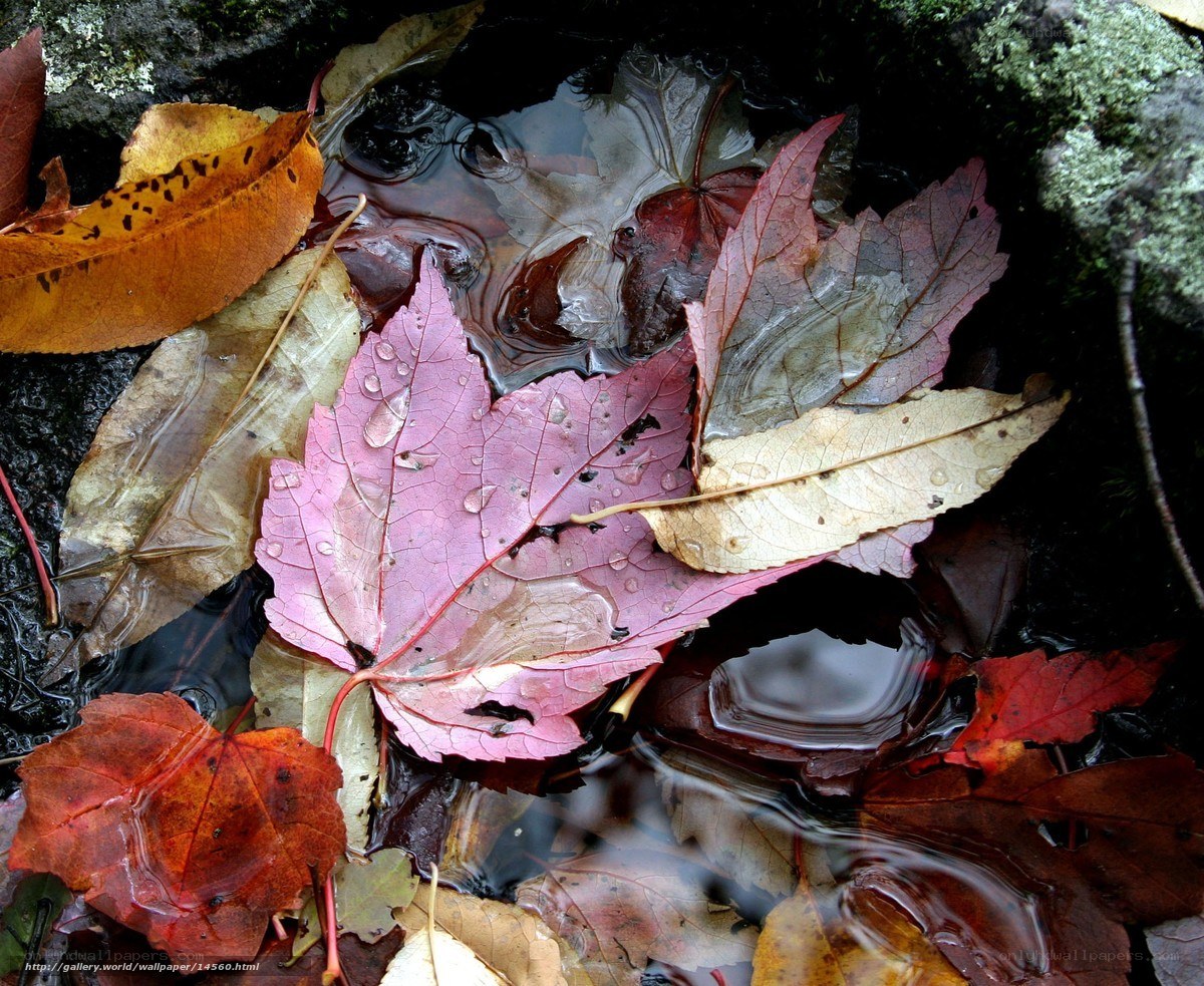 Autumn leaves in a stream