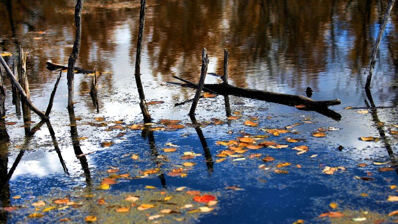Autumn leaves in a swamp
