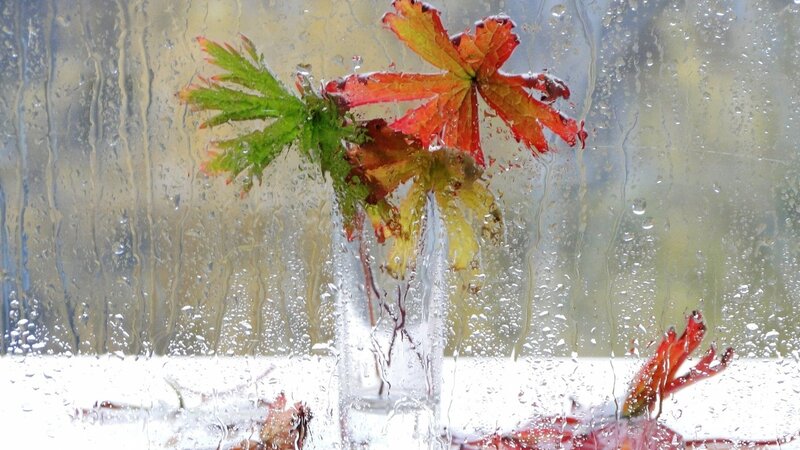 Autumn leaves in a vase