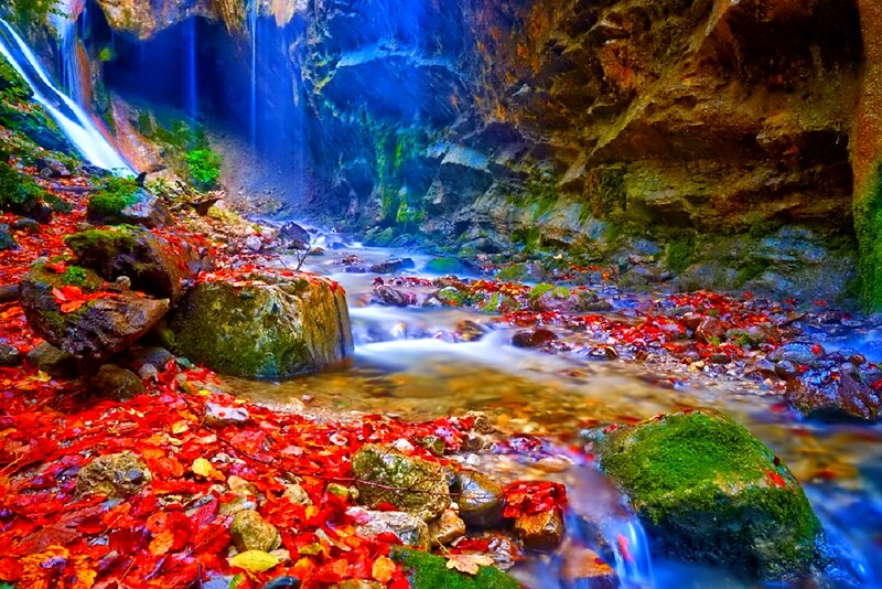 Autumn Leaves in Canyon
